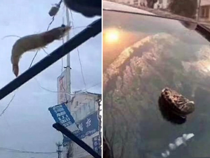 بالفيديو: هطول أمطار من المخلوقات البحرية في الصين!